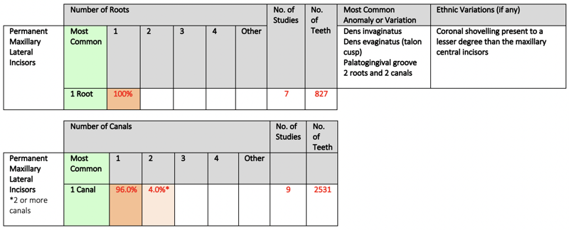 Permanent Maxillary Lateral Incisors May 2019.png